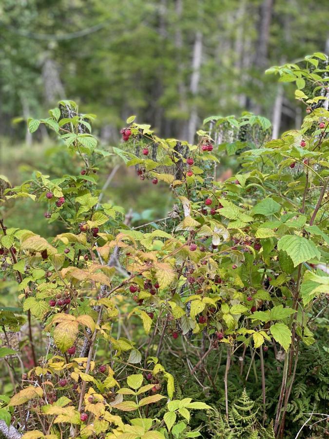 Fjellstad Gard - 2 Minutes From E6 And 5 Minutes Drive From Steinkjer City Villa Exterior foto
